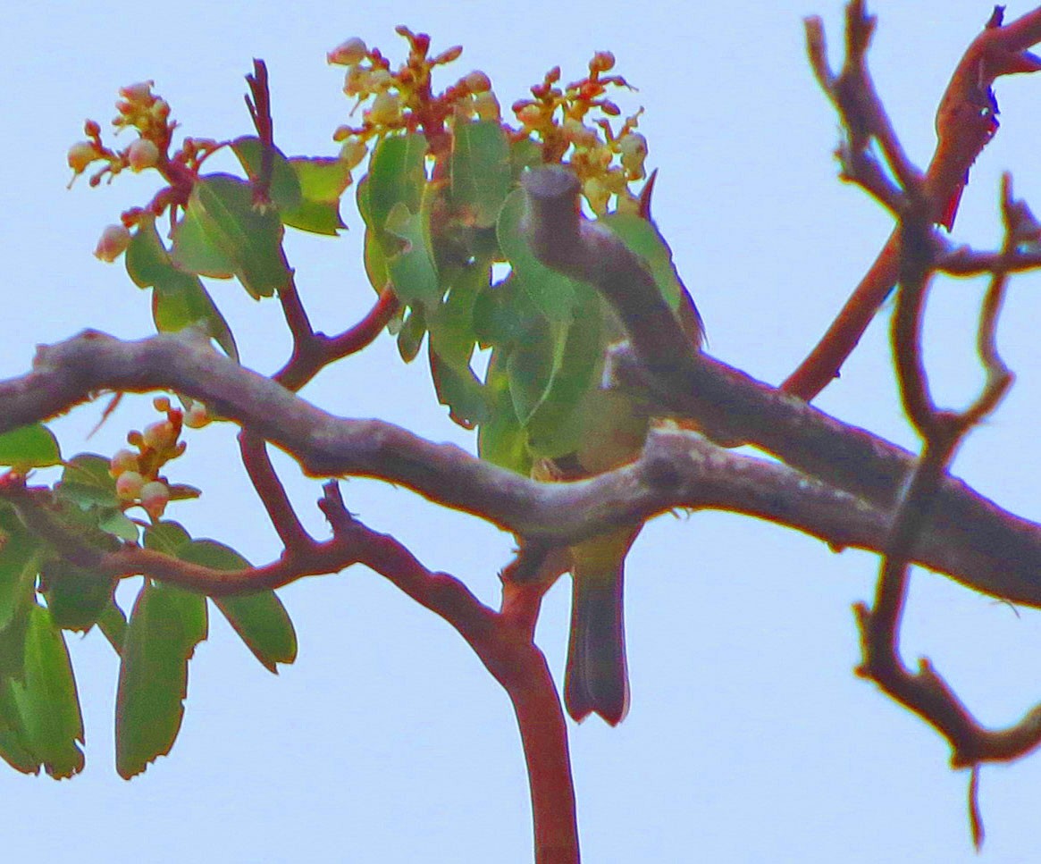 Colima Warbler - ML646530502