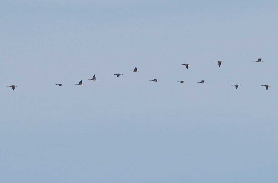 Canada Goose - ML646530504