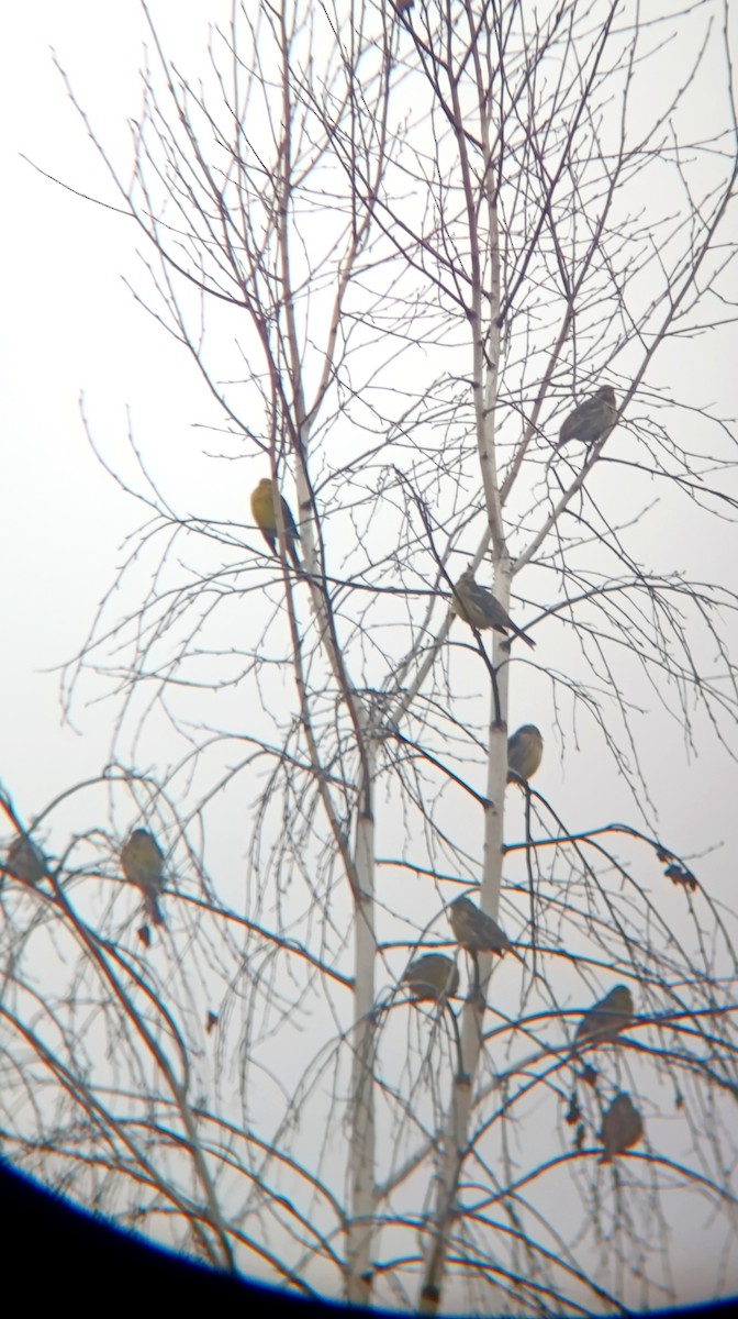 キアオジ - ML646530510