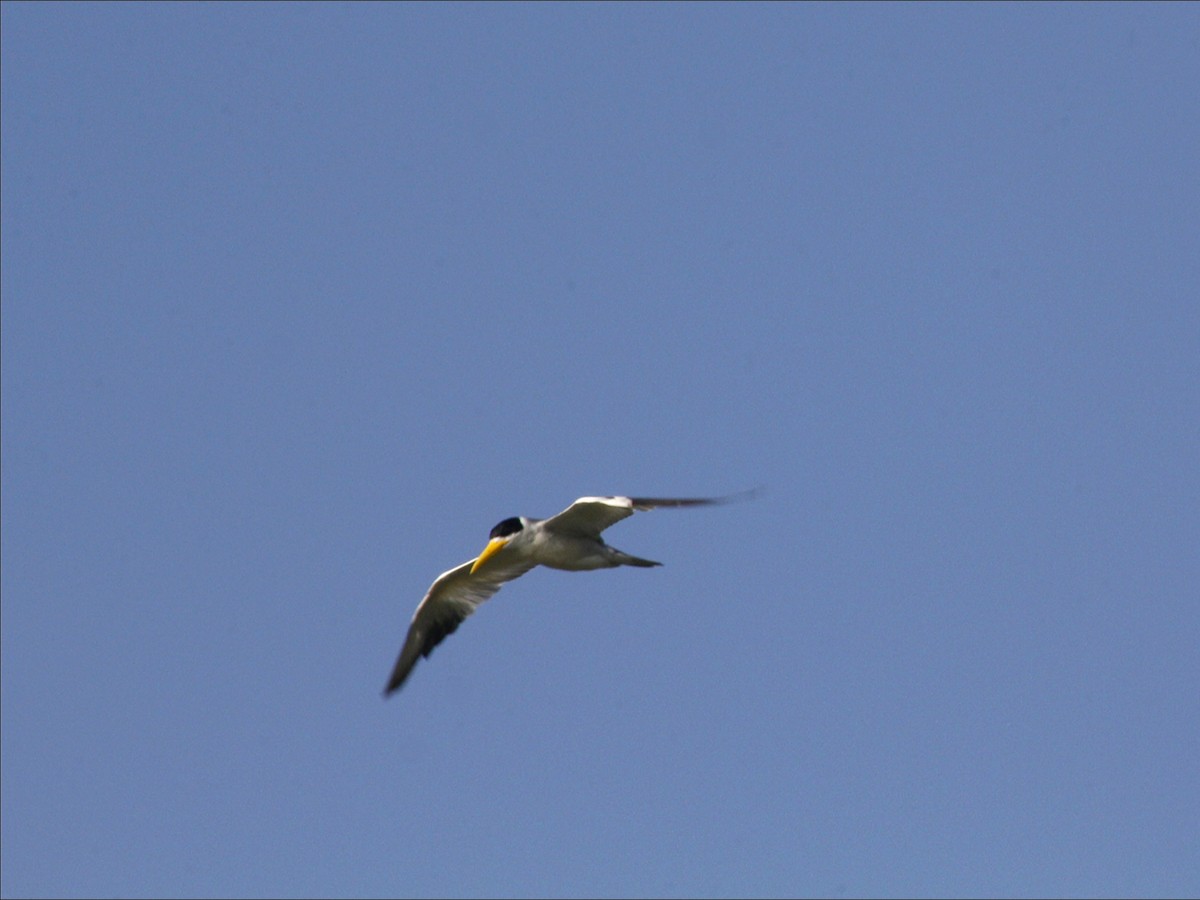 Large-billed Tern - ML646530515