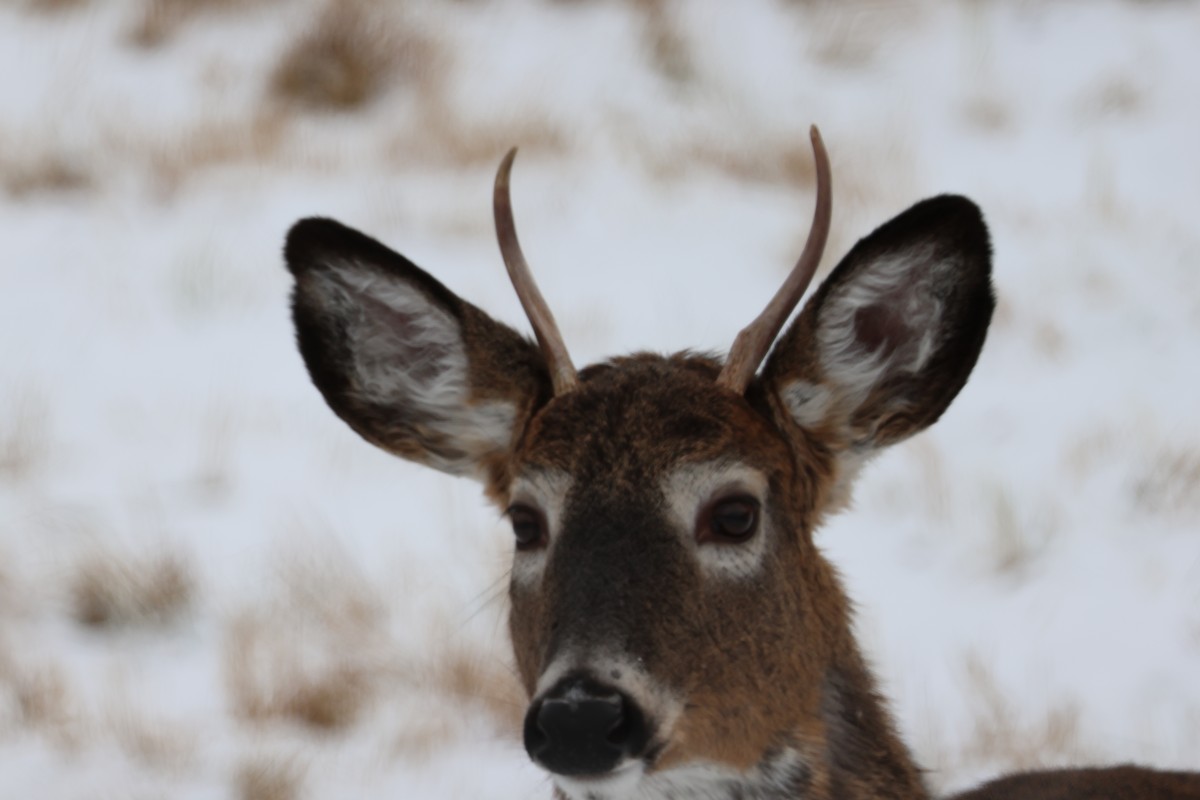 Animals - ML646530526