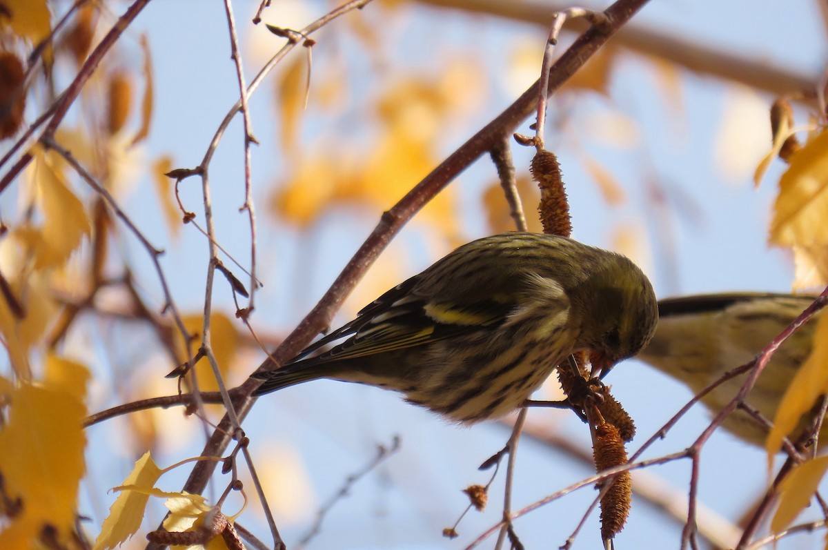 Eurasian Siskin - ML646530527
