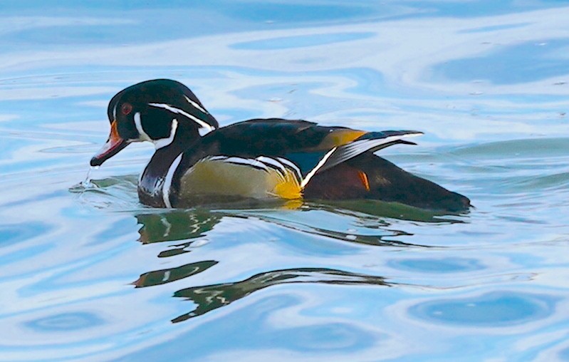 Canard branchu - ML646530528