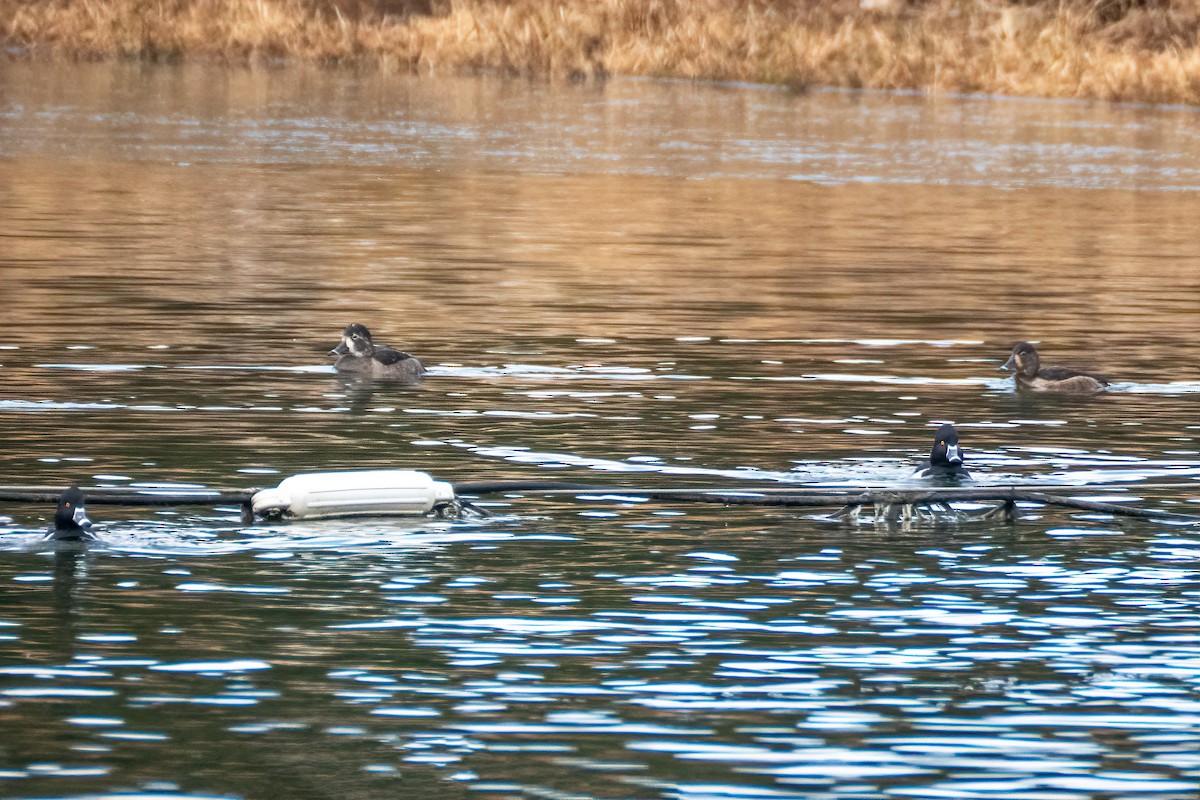 Ring-necked Duck - ML646530530