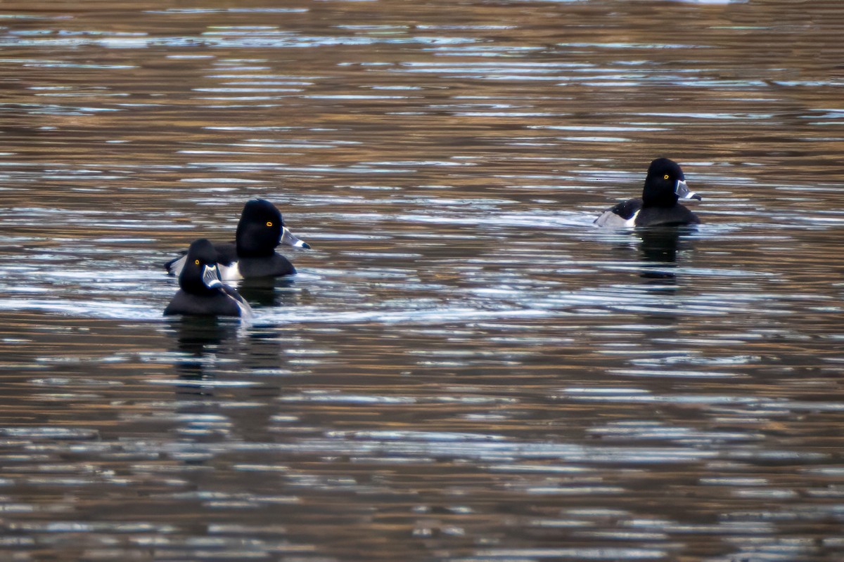 Ring-necked Duck - ML646530531