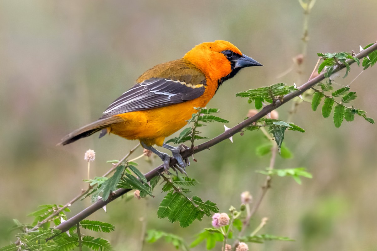 オレンジムクドリモドキ - ML646530532