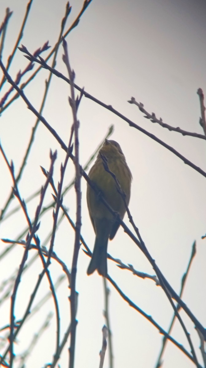 キアオジ - ML646530533