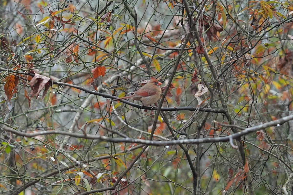 Northern Cardinal - ML646530543