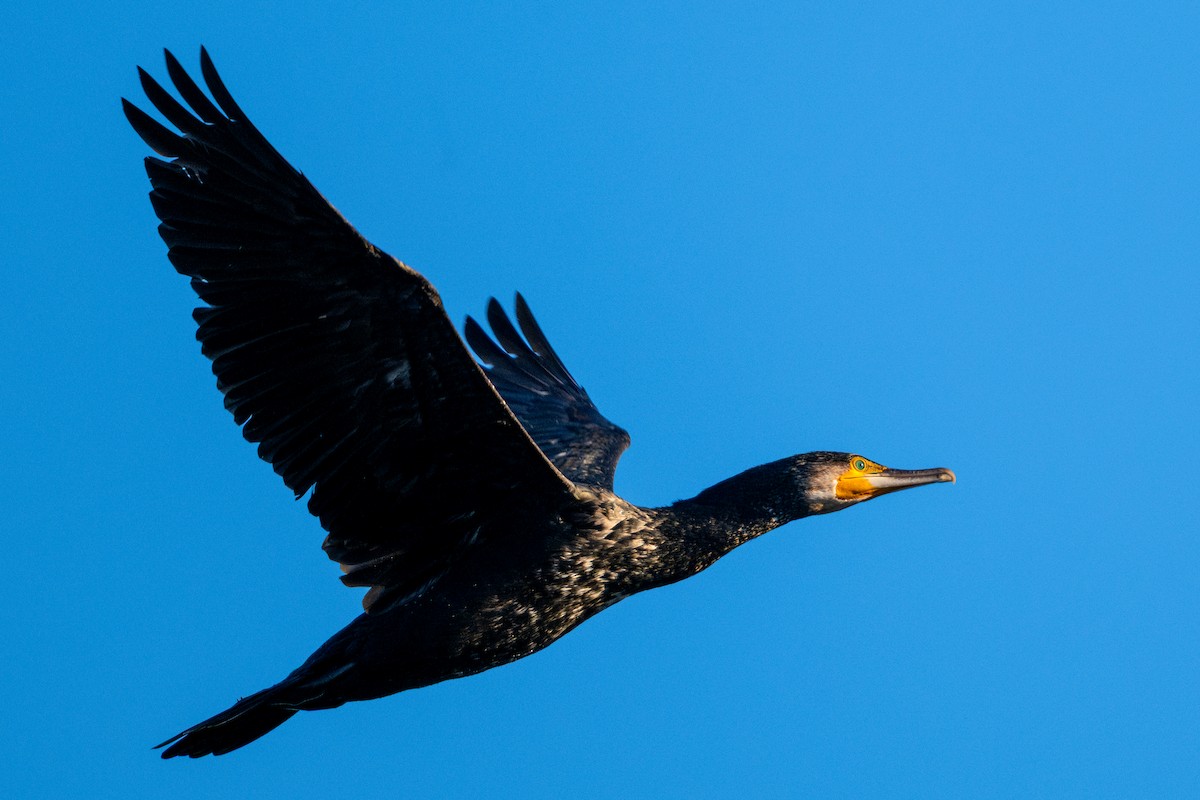 Great Cormorant - ML646530545