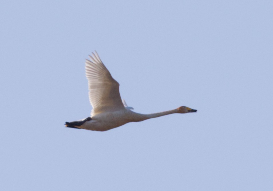 Whooper Swan - ML646530546