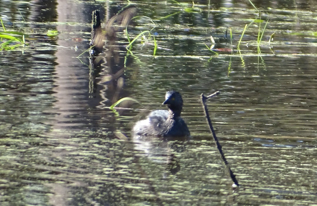 Least Grebe - ML646530552