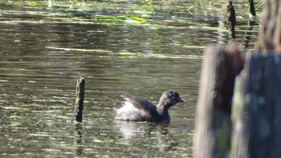 Least Grebe - ML646530553