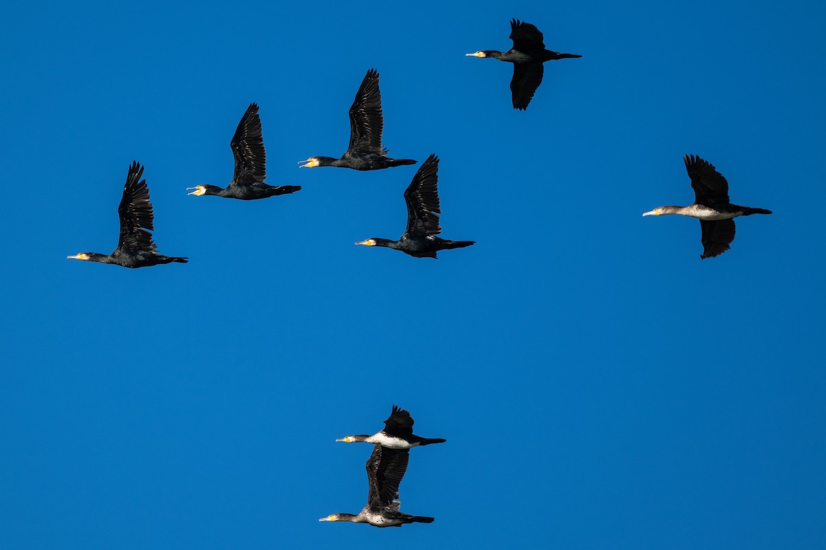 Great Cormorant - ML646530554