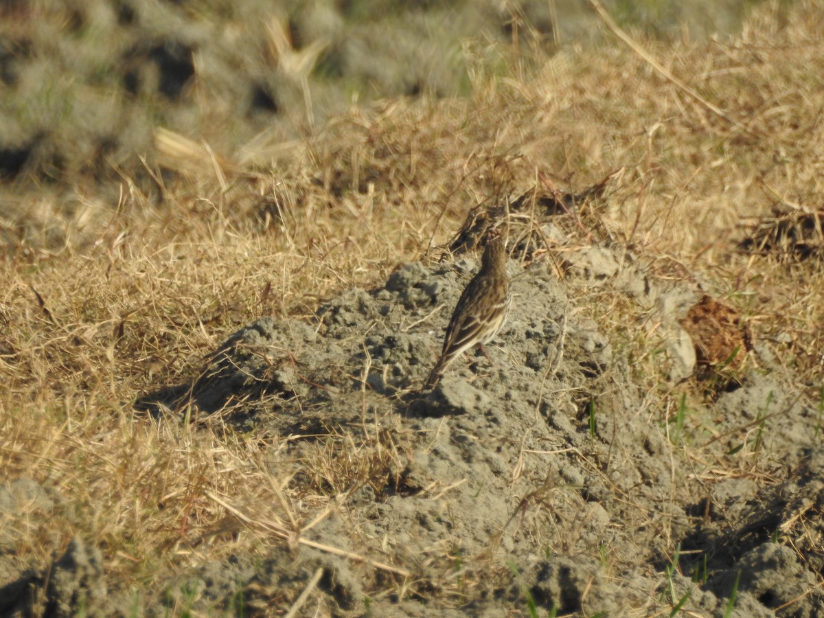 Water Pipit - ML646530557