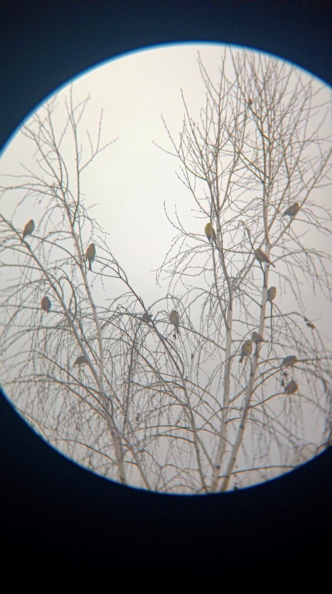 キアオジ - ML646530558