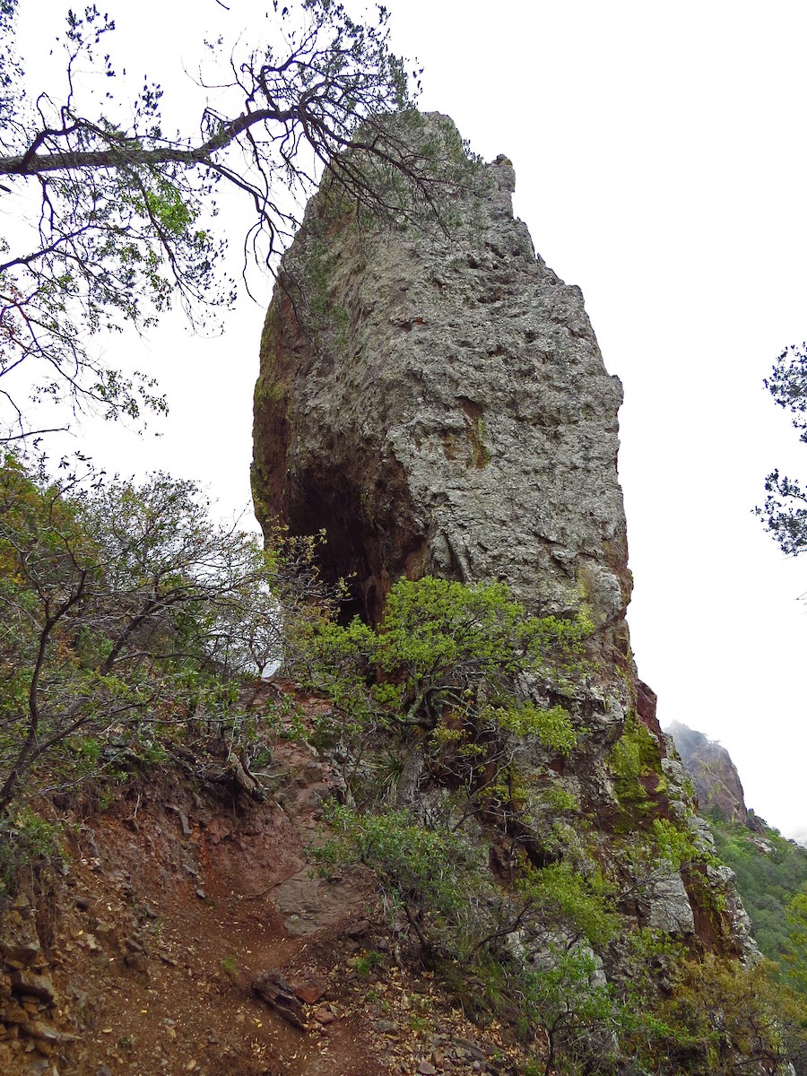 Colima Warbler - ML646530563