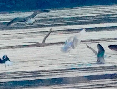 Glaucous Gull - ML646530564