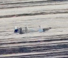 Glaucous Gull - ML646530565