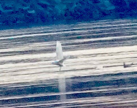 Glaucous Gull - ML646530566