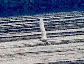 Glaucous Gull - ML646530567