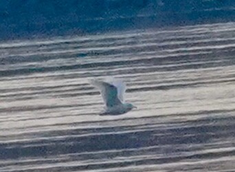 Glaucous Gull - ML646530568