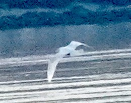 Glaucous Gull - ML646530569