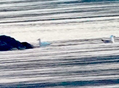 Glaucous Gull - ML646530570