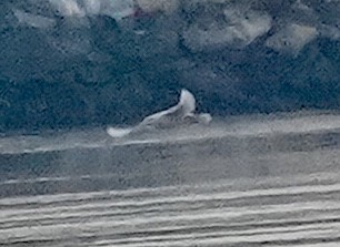 Glaucous Gull - ML646530571