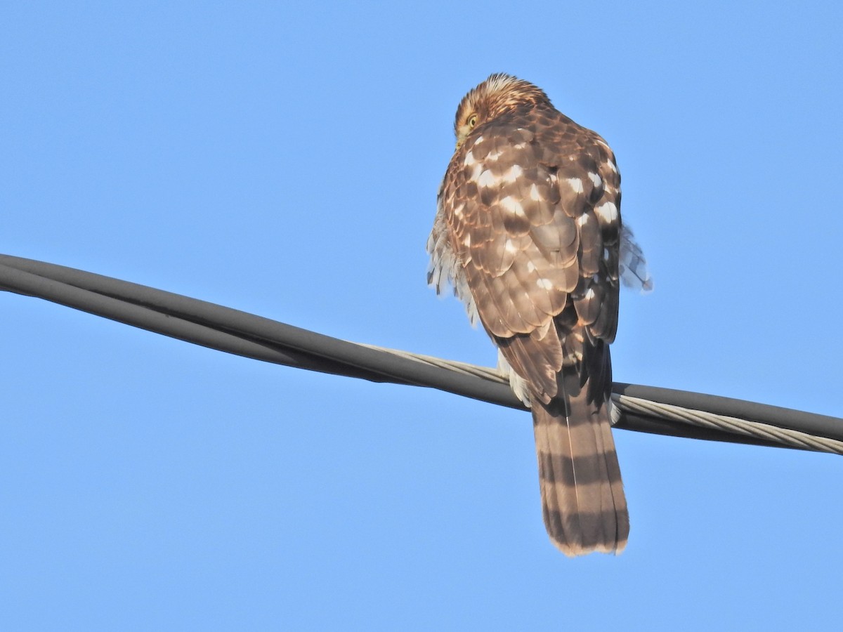 Cooper's Hawk - ML646530572