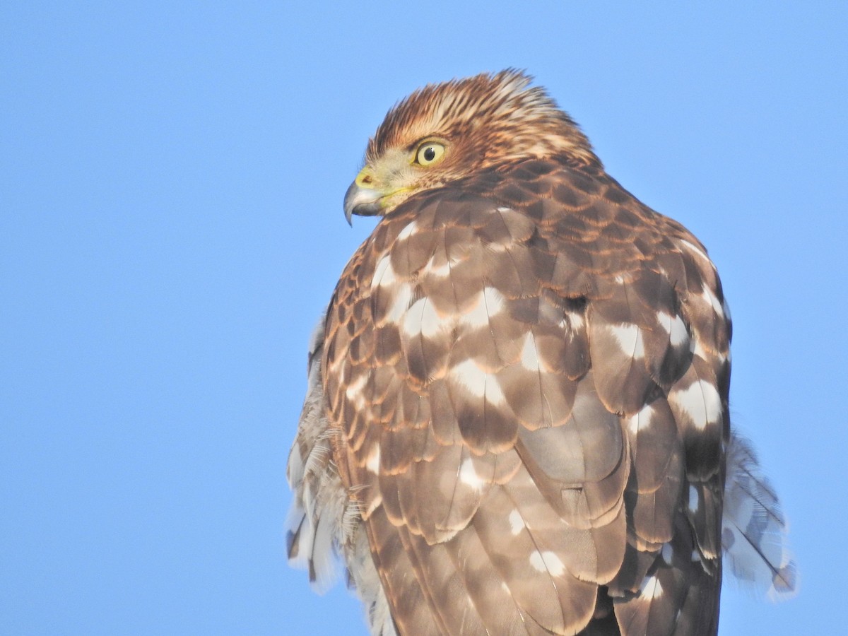 Cooper's Hawk - ML646530573