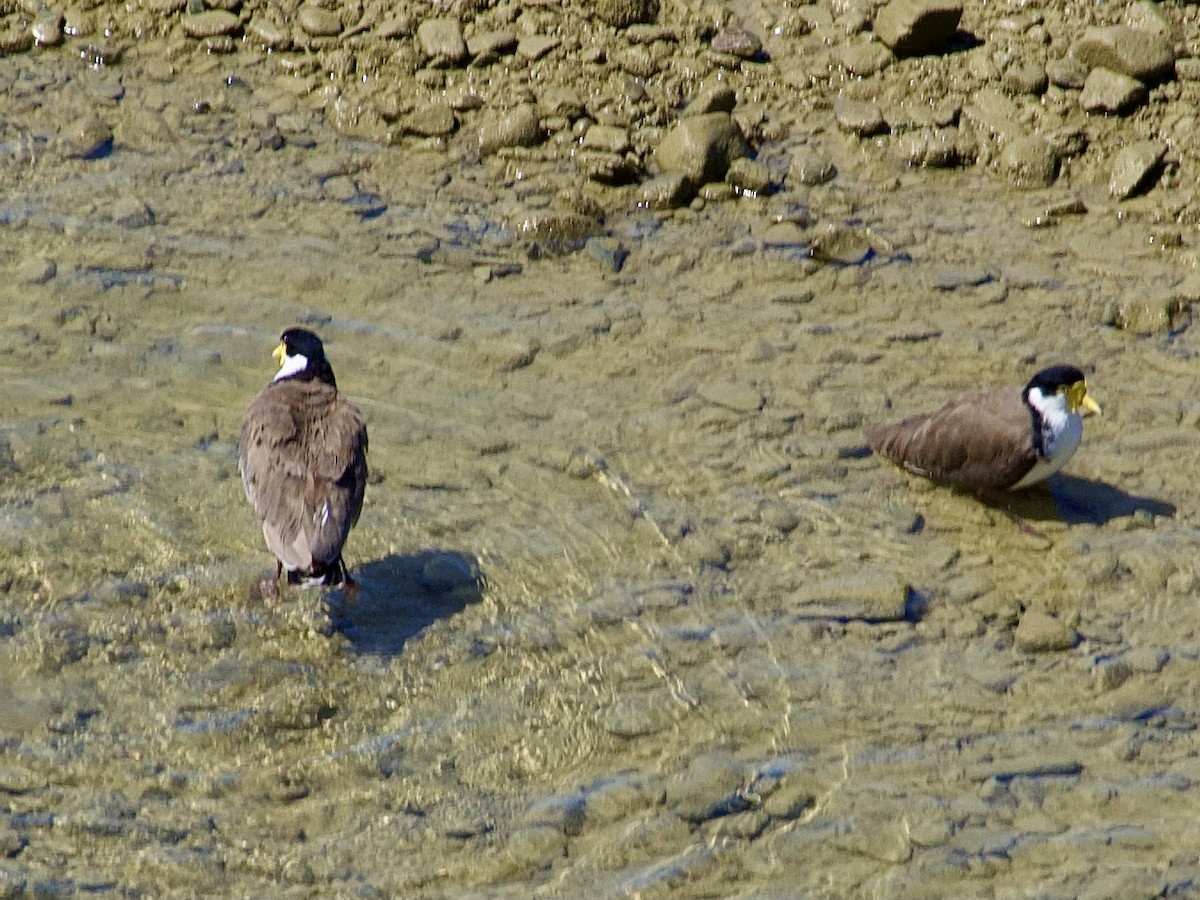 Masked Lapwing - ML646530574