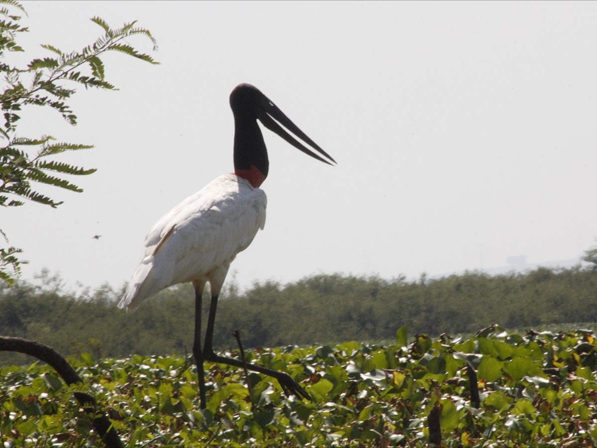 Jabiru - ML646530575