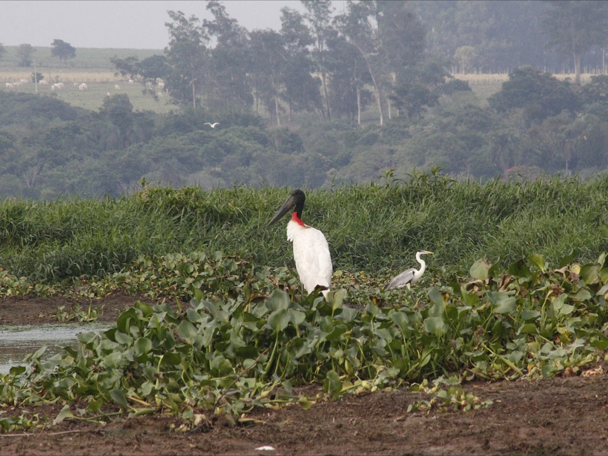Jabiru - ML646530576