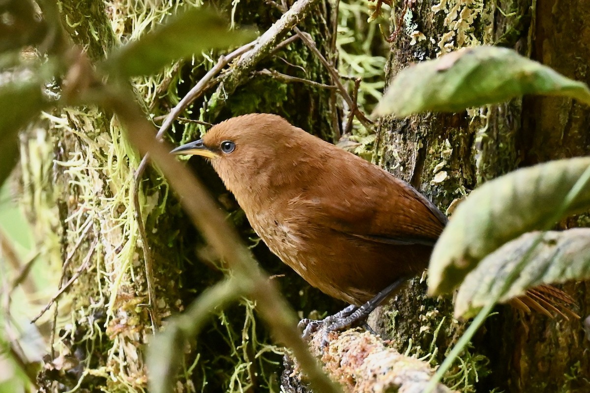 Rufous Wren - ML646530577