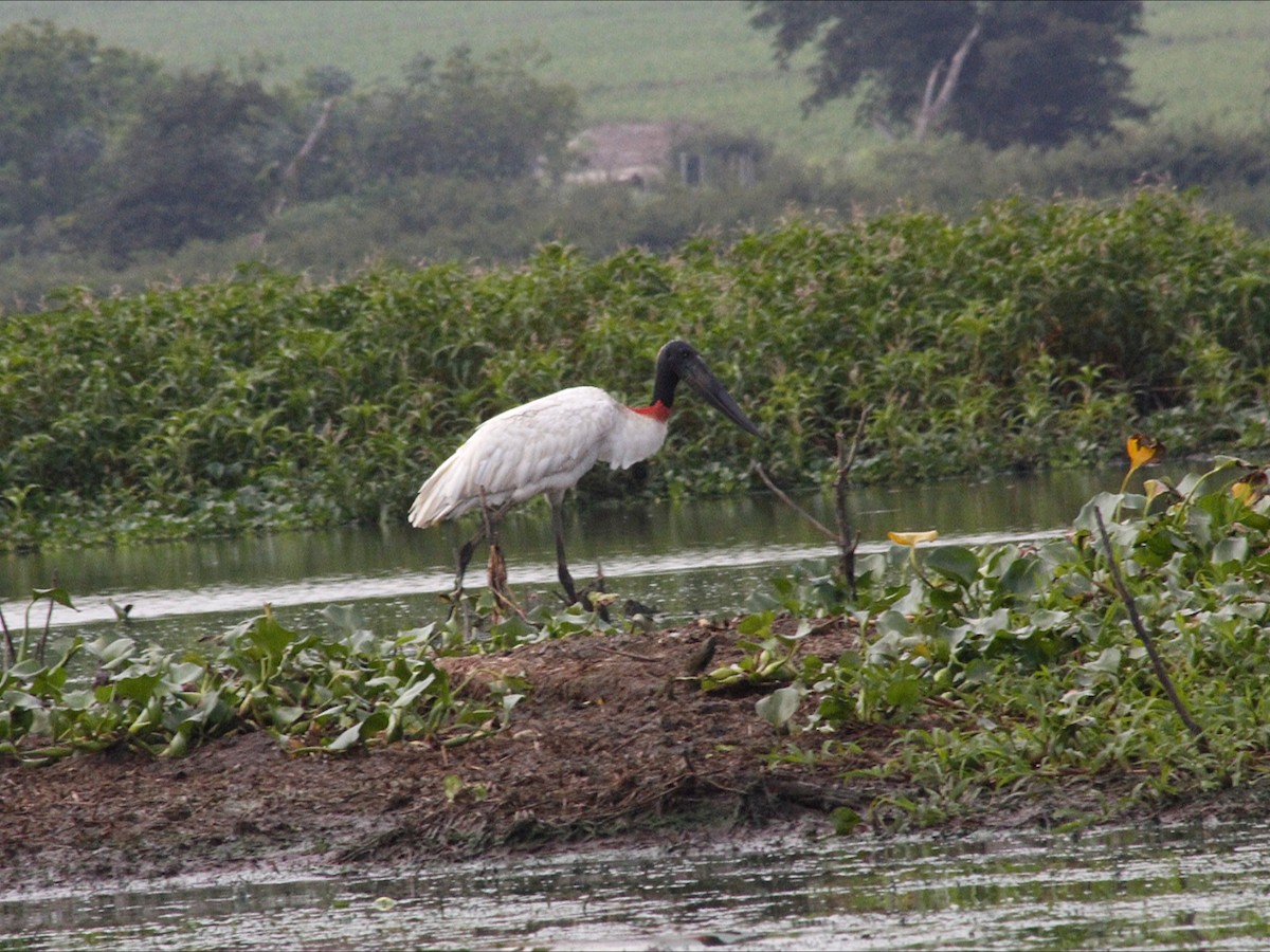 Jabiru - ML646530578