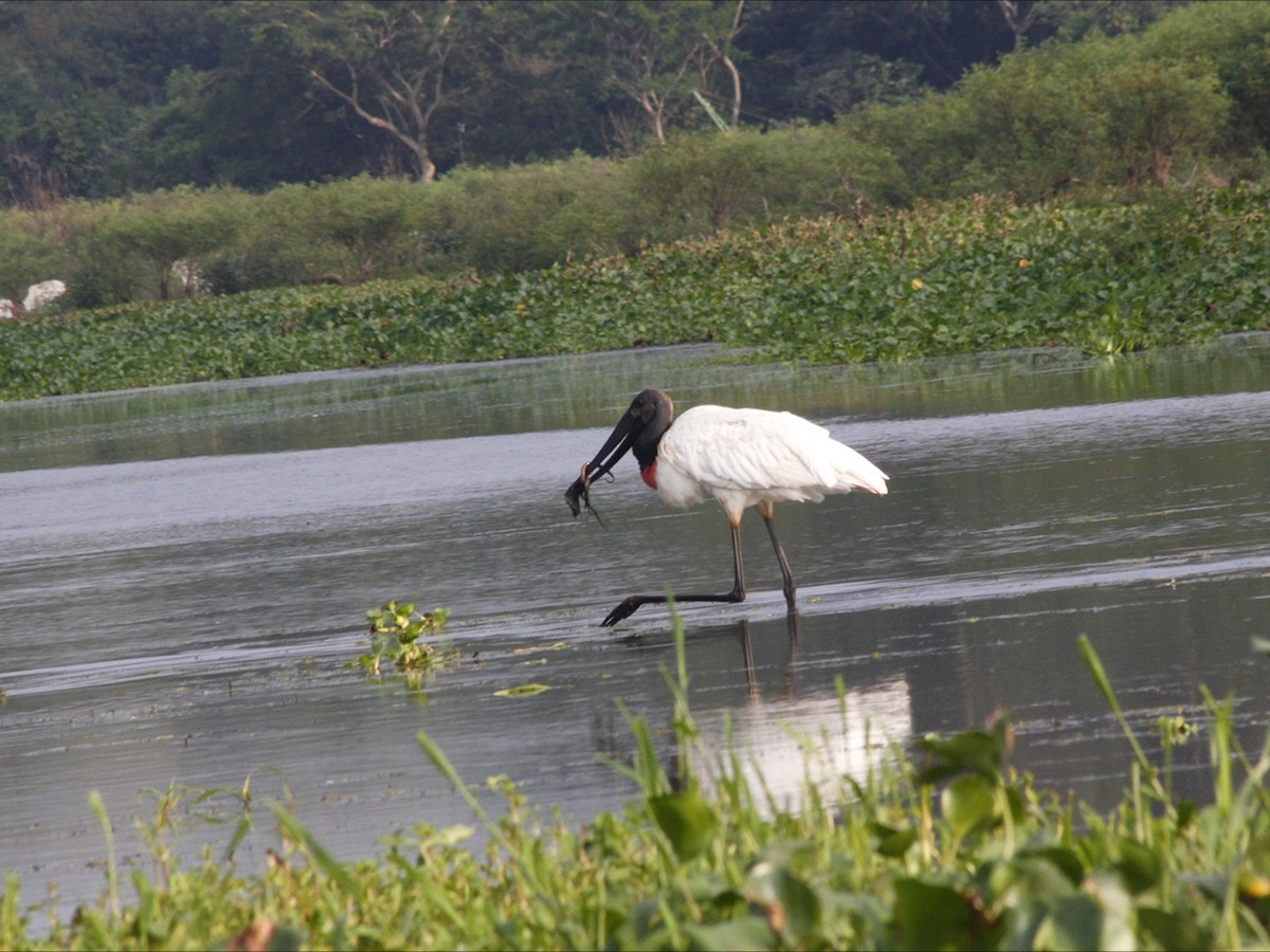 Jabiru - ML646530579