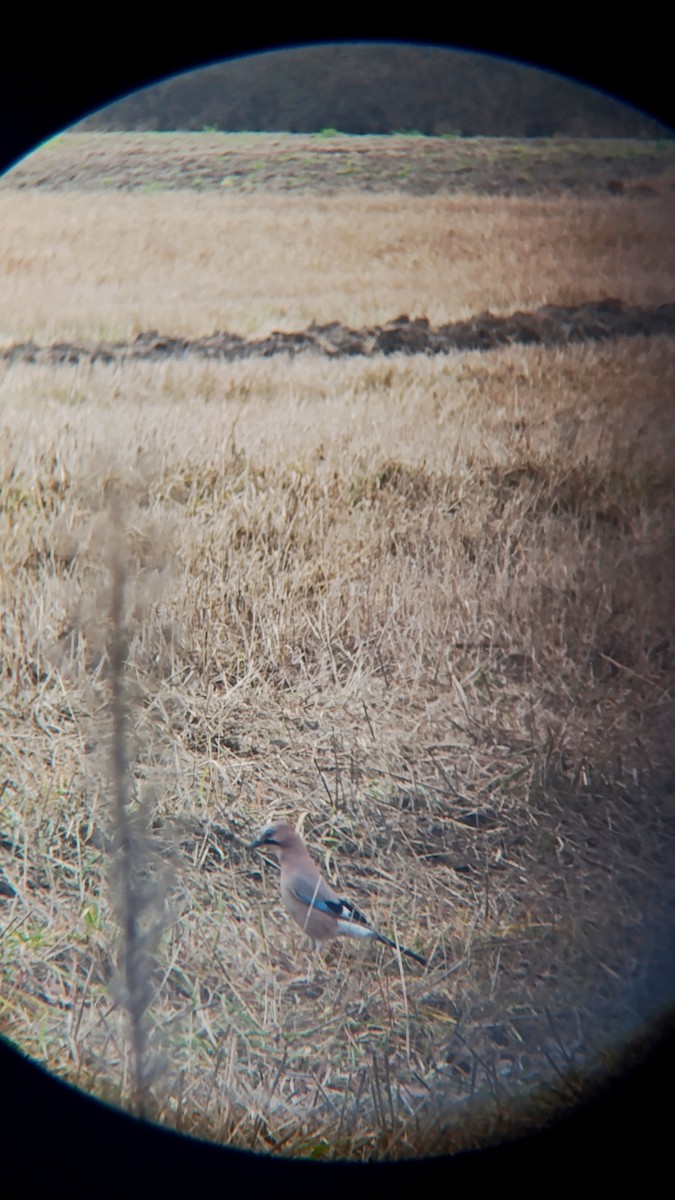 カケス - ML646530580