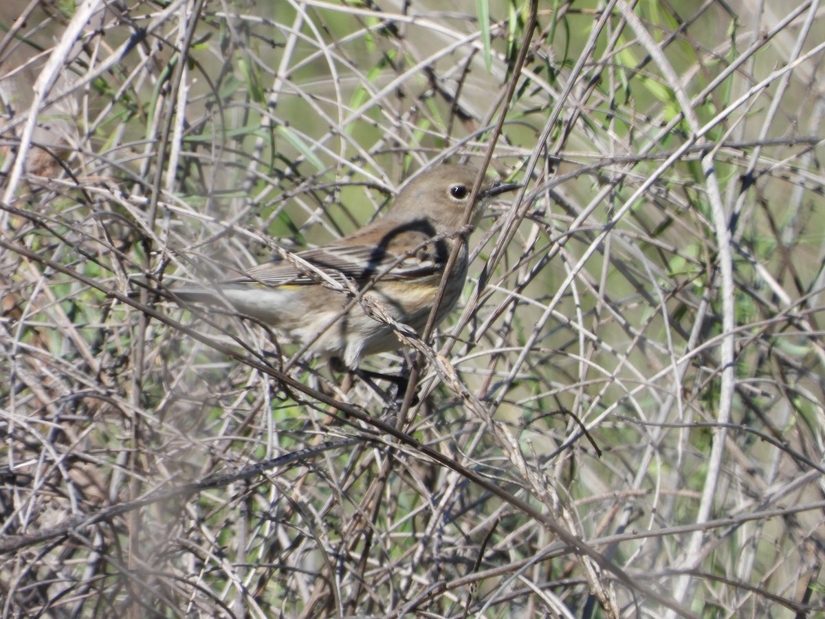 Пісняр-лісовик жовтогузий - ML646530583
