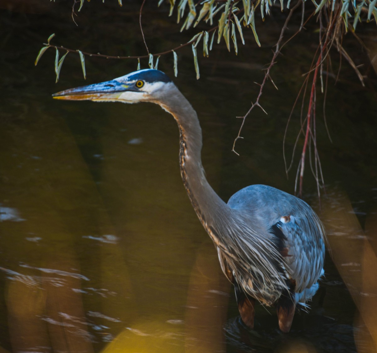 Great Blue Heron - ML646530589