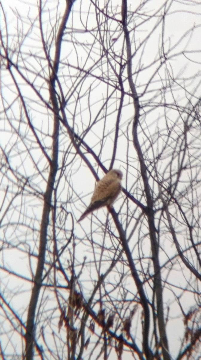 チョウゲンボウ - ML646530591