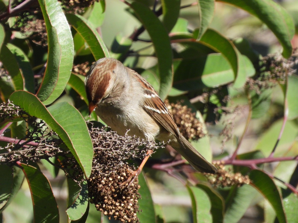 White-crowned Sparrow - ML646530592