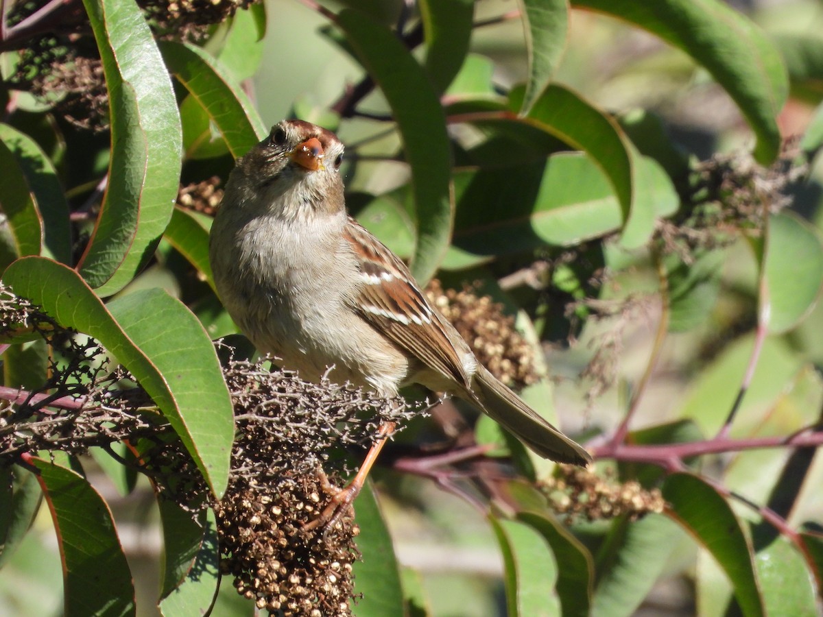White-crowned Sparrow - ML646530593