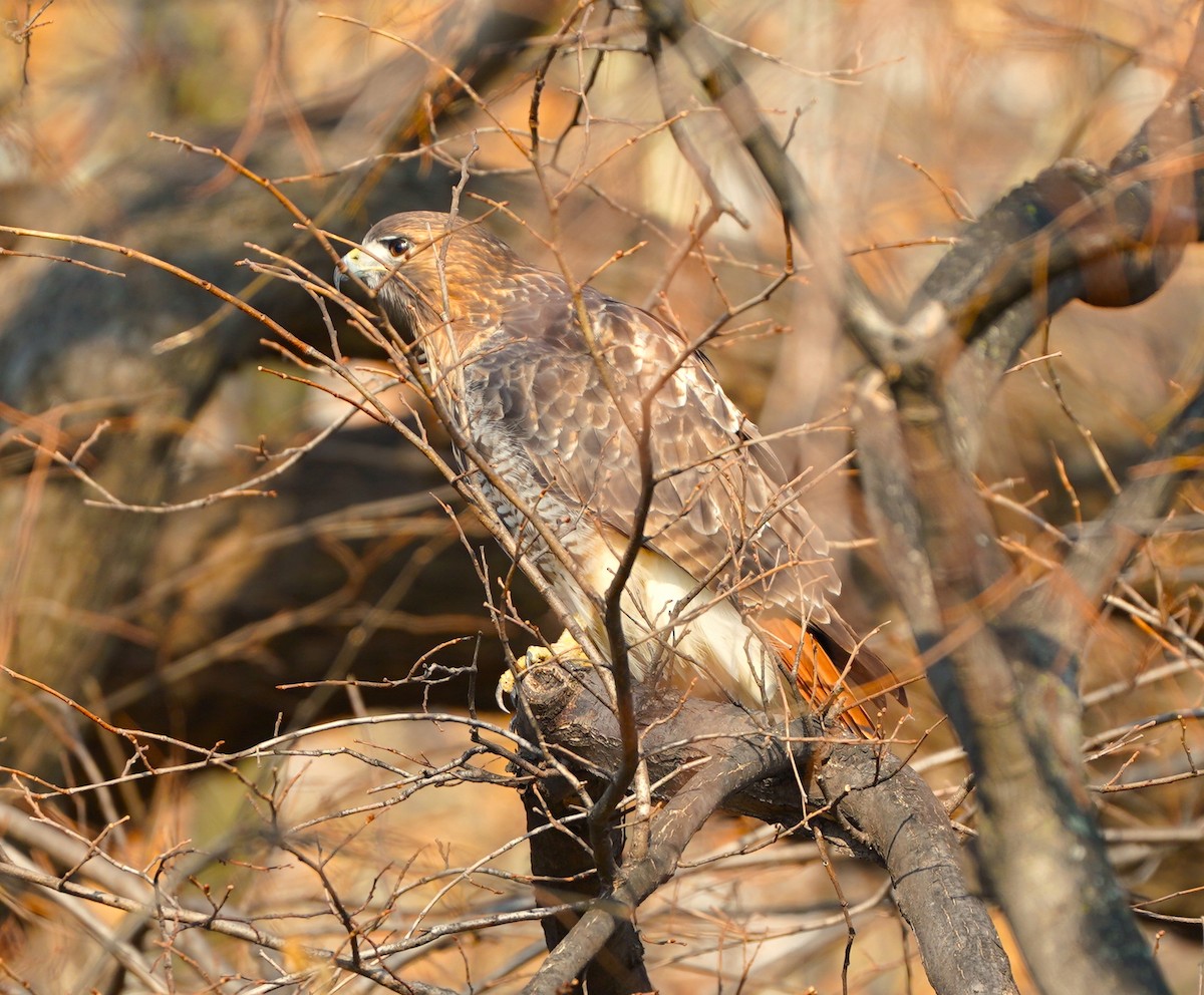 Red-tailed Hawk - ML646530595