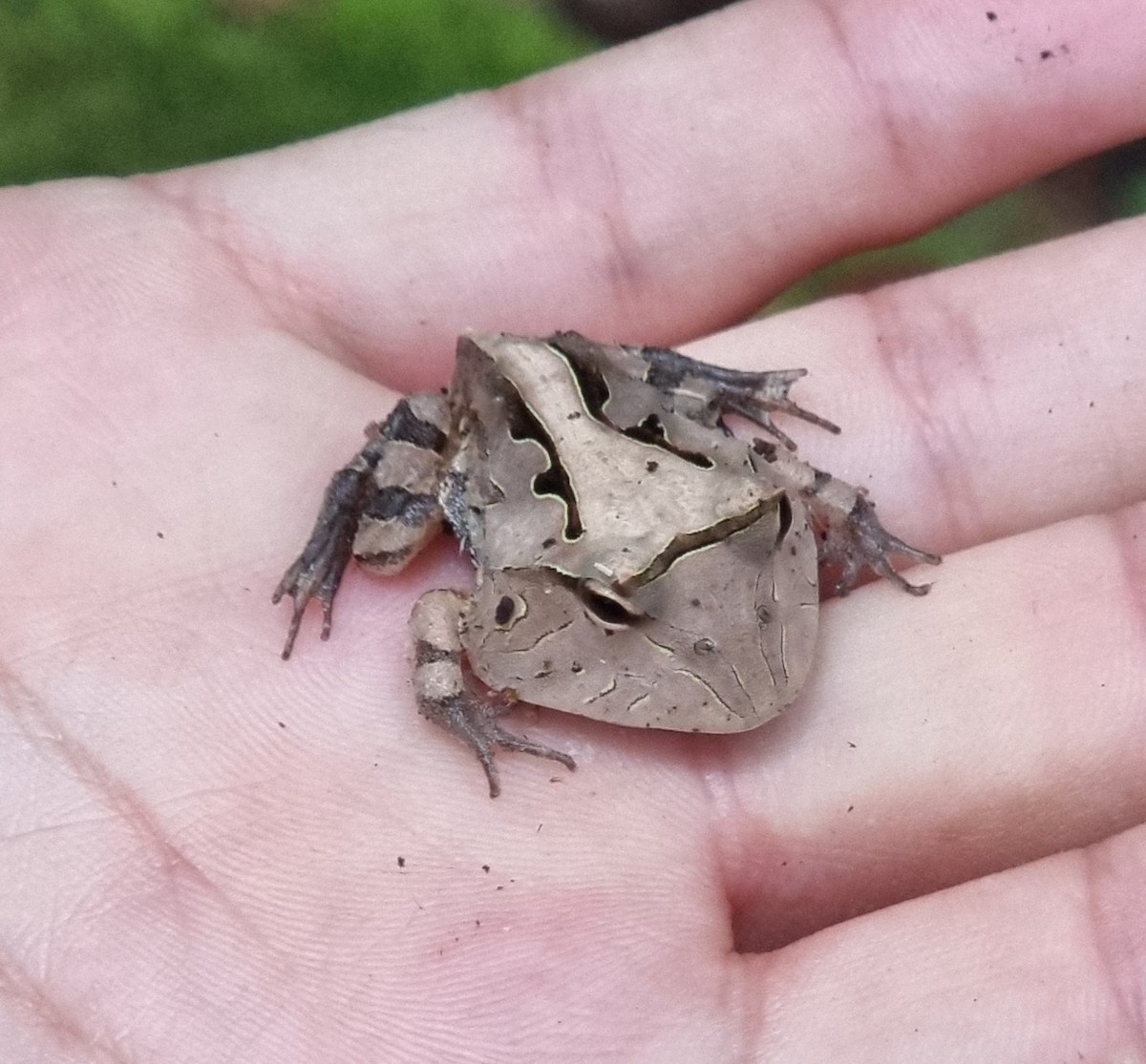 動物界 - ML646530596