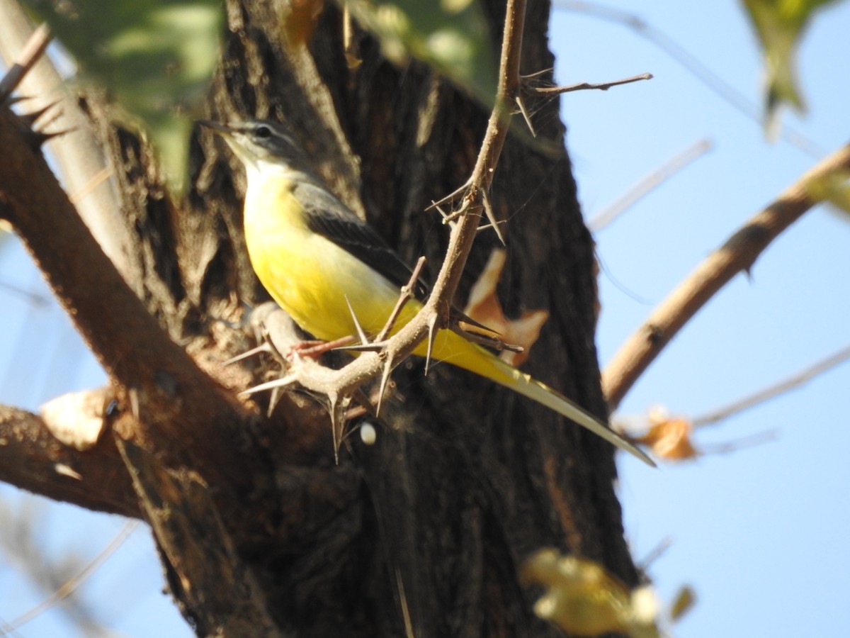 Gray Wagtail - ML646530597