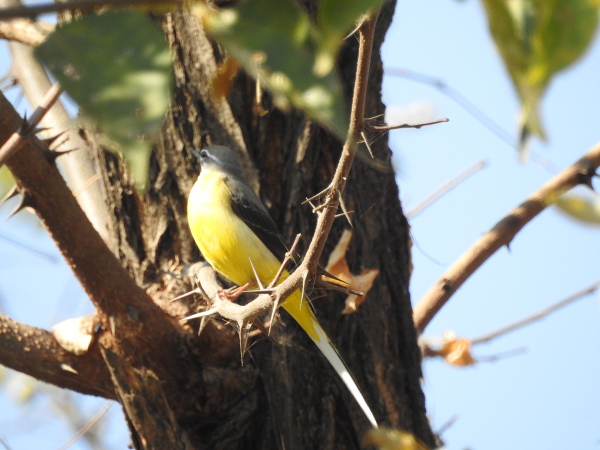 Gray Wagtail - ML646530598
