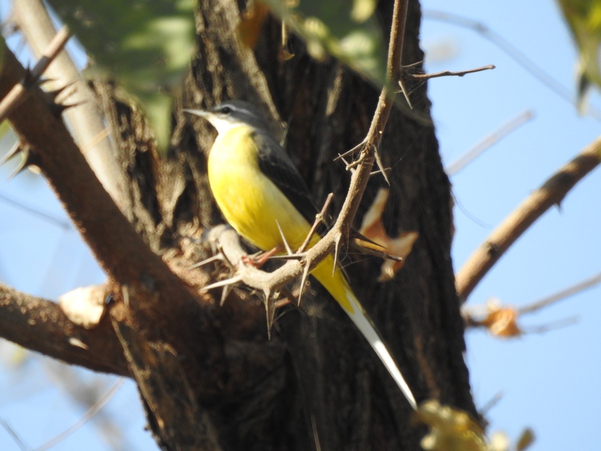 Gray Wagtail - ML646530599
