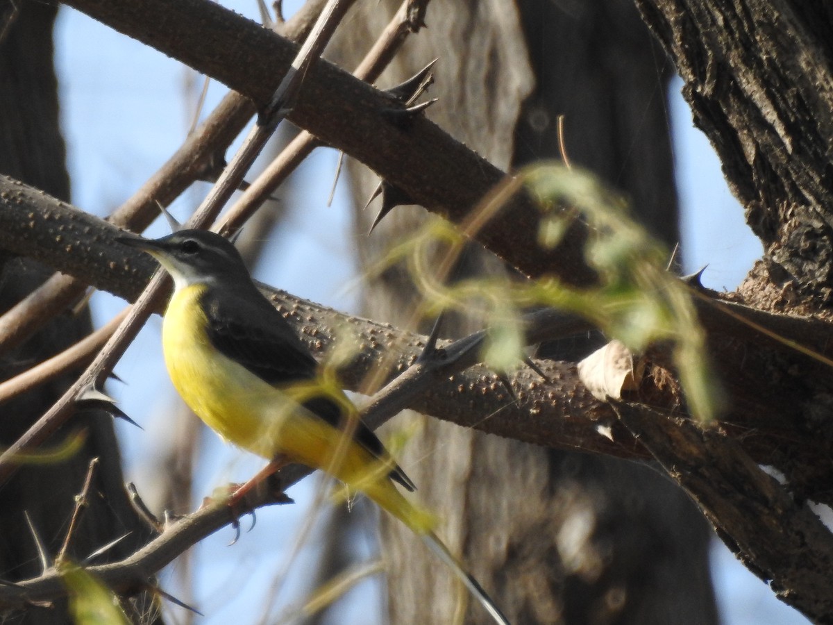 Gray Wagtail - ML646530600