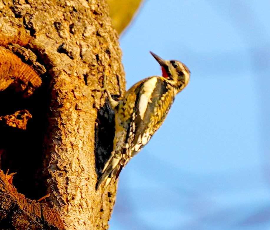 Yellow-bellied Sapsucker - ML646530604