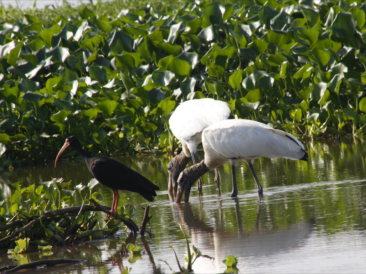 Wood Stork - ML646530605